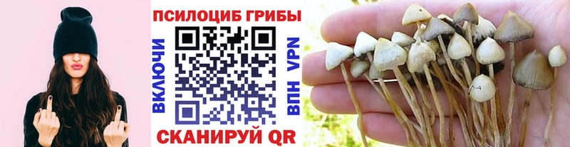 Псилоцибиновые грибы Psilocybe  блэк спрут зеркало  Бор 